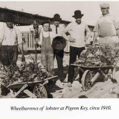 Wheelbarrows of Lobster at Pigeon Key
