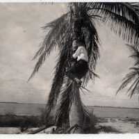          Man Climbing Tree on Loggerhead Key; Copyright: © Key West Art & Historical Society; Origformat: Print-Photographic
   