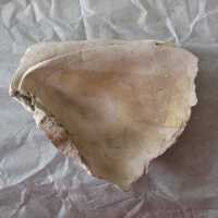Shell Tool
