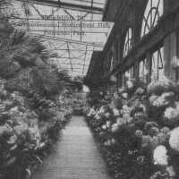 Chrysanthemums in Horticultural Hall, Fairmount Park, Philadelphia