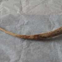 Worked Bone Tool