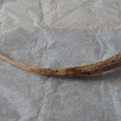 Worked Bone Tool