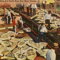 Arrival and Unloading of a Turtle Boat, Key West, Florida