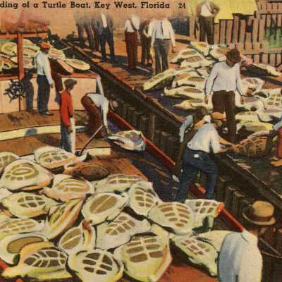 Arrival and Unloading of a Turtle Boat, Key West, Florida