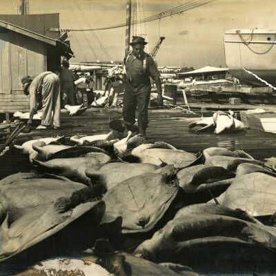 Unloading Turtles in Key West