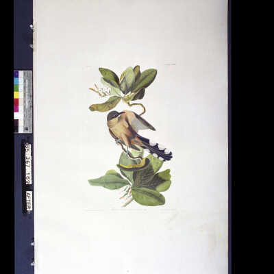 Mangrove Cuckoo