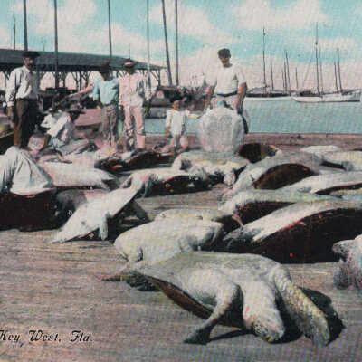 Turtle Catch, Key West, Fla.