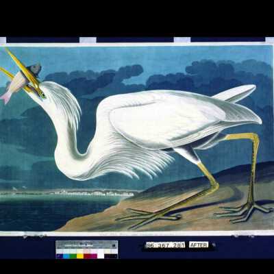 Great White Heron: Copyright: © Key West Art & Historical Society; Origformat: Negative; Resolution: 300 dpi