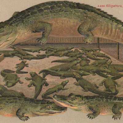 Alligators, Natives of Florida