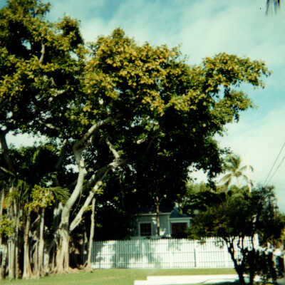 Key West Lighthouse tree