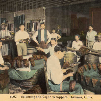 Selecting the Cigar Wrappers, Havana, Cuba
