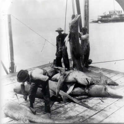 Bringing in Sharks, Key West, Fla.