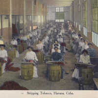 Stripping Tobacco, Havana, Cuba