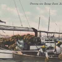 Cleaning New Sponge Catch, Key West