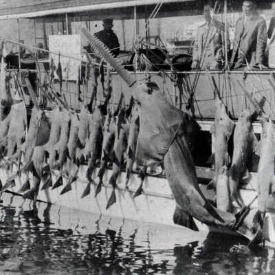 Sawfish Hanging from a Ship