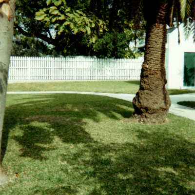 Key West Lighthouse tree
