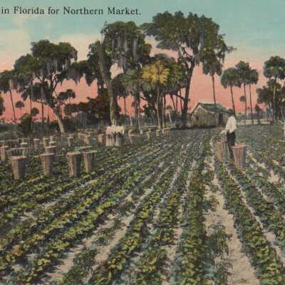 Packing Lettuce in Florida