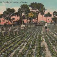 Packing Lettuce in Florida