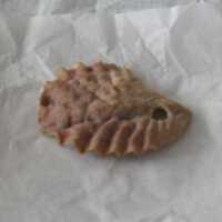 Shell Pendant
