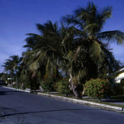 Key West Street