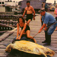 Turtle Crawls, Key West, Fla.