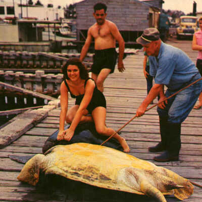 Turtle Crawls, Key West, Fla.