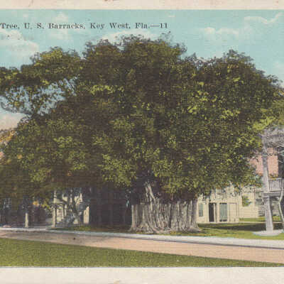 Banyan Tree, U.S. Barracks, Key West, Fla.