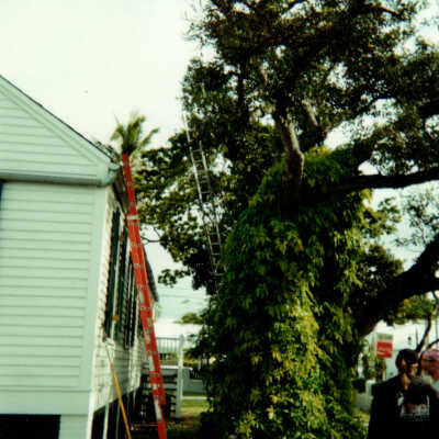 Key West Lighthouse tree