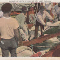Unloading Green Turtles at Key West, Florida