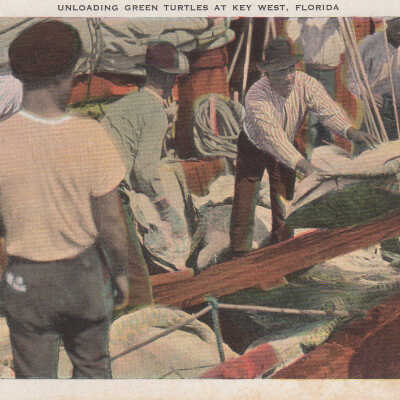 Unloading Green Turtles at Key West, Florida
