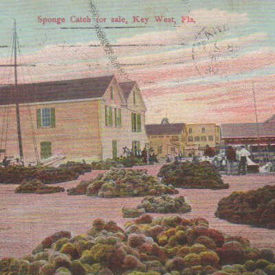 Sponge Catch For Sale, Key West, Fla.