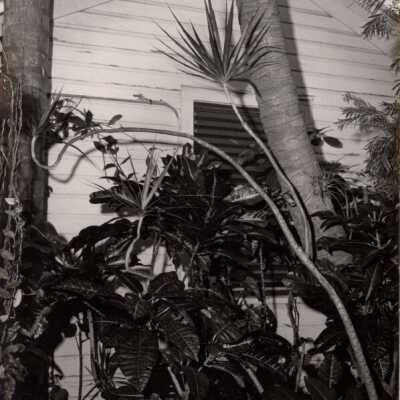 Tennessee Williams' house: Copyright: © Key West Art & Historical Society; Origformat: Print-Photographic