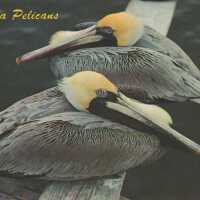 Florida Pelicans