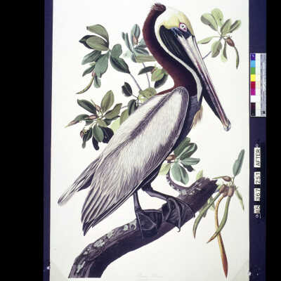 Brown Pelican