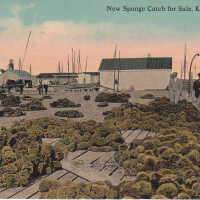 New Sponge Catch for Sale, Key West, Fla.