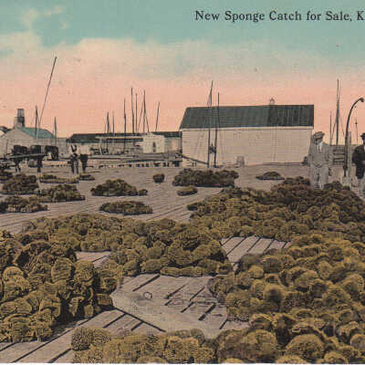 New Sponge Catch for Sale, Key West, Fla.