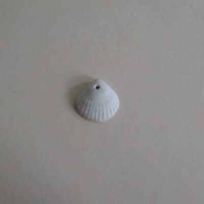 Shell Pendant