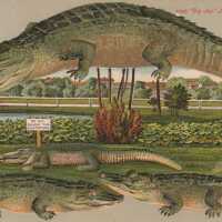          Alligator “Big Joe” in Jacksonville picture number 1
   