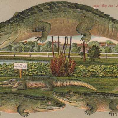 Alligator “Big Joe” in Jacksonville