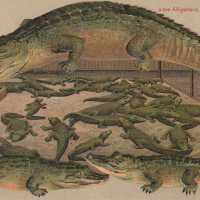          Alligators, Natives of Florida picture number 1
   