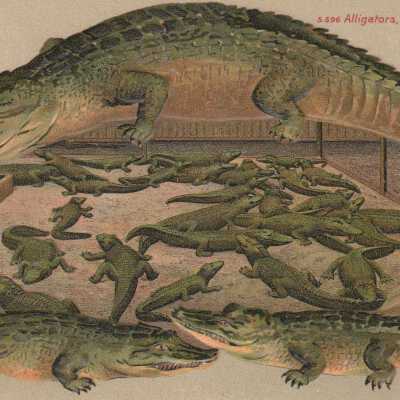 Alligators, Natives of Florida