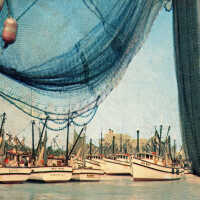Shrimp Boats at Key West, Florida