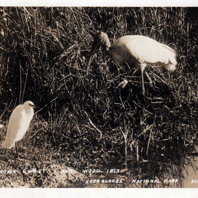 Snowy Egret and Wood Ibis