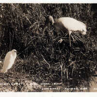 Snowy Egret and Wood Ibis