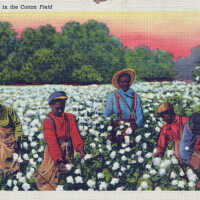 A Busy Day in the Cotton Field