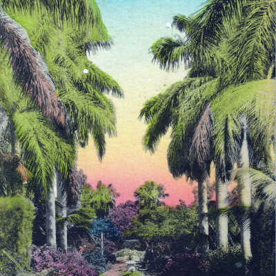 Royal Palms in a Florida Garden