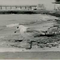 A bird at the beach