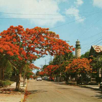 Royal Poinciana Trees