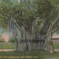 Banyan Tree at the Barracks, Key West