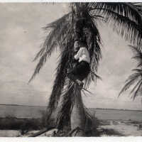          Man climbing a palm tree picture number 1
   